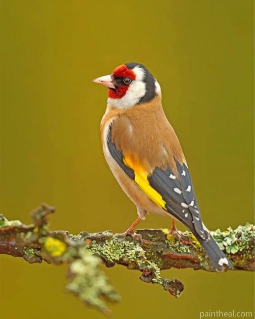 Goldfinch Painting By Numbers Kits