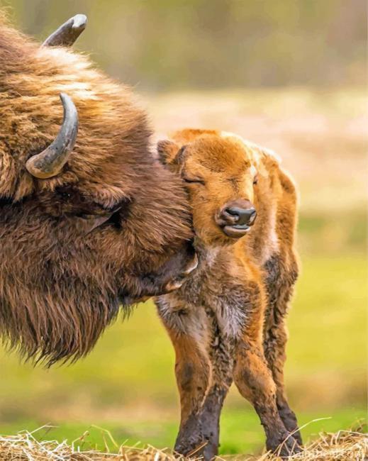 Bisons Little Family Painting By Numbers Kits