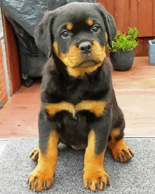 Rottweiler Puppy Painting By Numbers Kits
