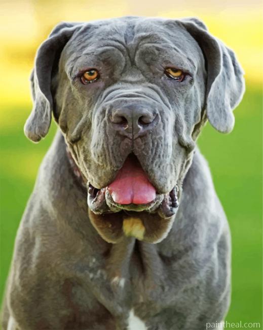 Grey Mastiff Painting By Numbers Kits