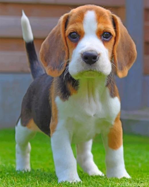 Jack Russell Carrying Puppy Painting By Numbers Kits