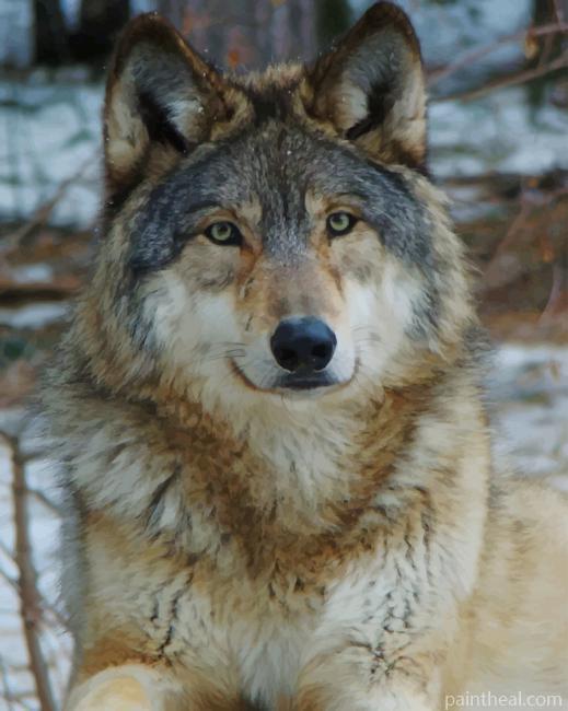 White And Grey Wolf Painting By Numbers Kits