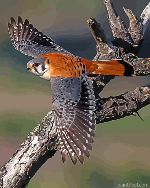 American Kesrel Desert Bird Painting By Numbers Kits