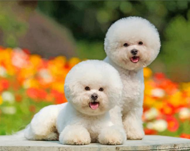 Cute Bichon Puppies Painting By Numbers Kits