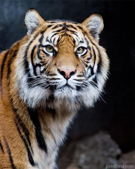 Big Angry Tiger Painting By Numbers Kits