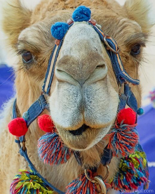 Arabian Camel Face Painting By Numbers Kits