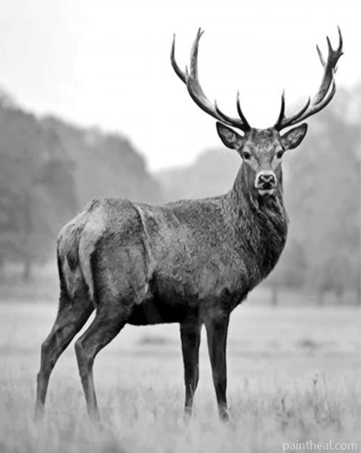 Aesthetic Black And White Deer Painting By Numbers Kits
