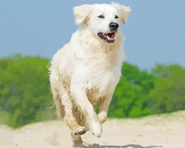 Cream Retriever Painting By Numbers Kits