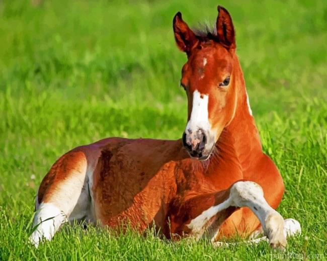Horse Stallion In Grass Painting By Numbers Kits
