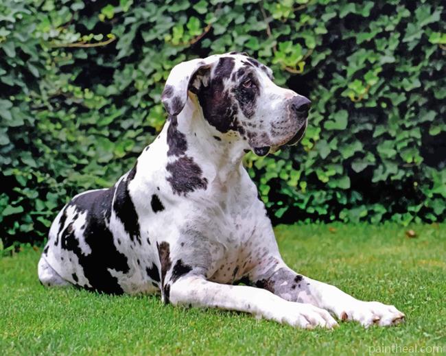 Great Dane Painting By Numbers Kits