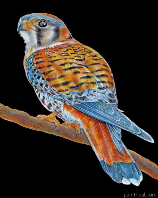 American Kesrel Painting By Numbers Kits