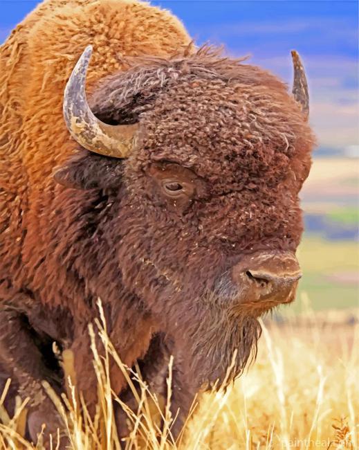 Bison Animal Painting By Numbers Kits