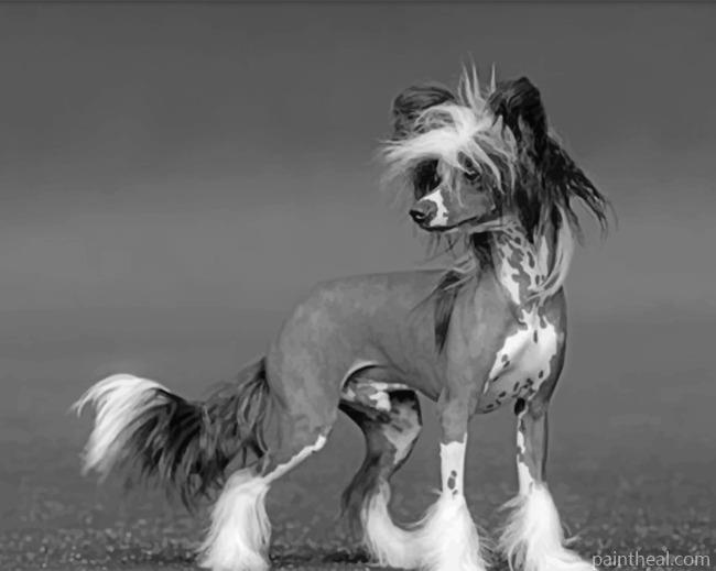 Black And White Chinese Crested Painting By Numbers Kits