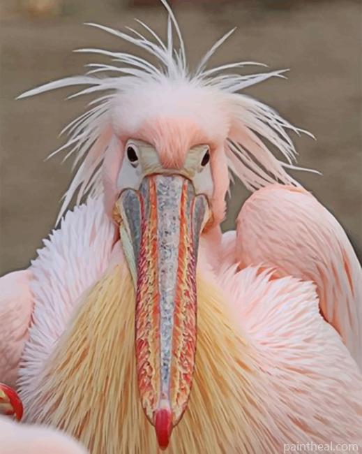 Fluffy Pelican Painting By Numbers Kits