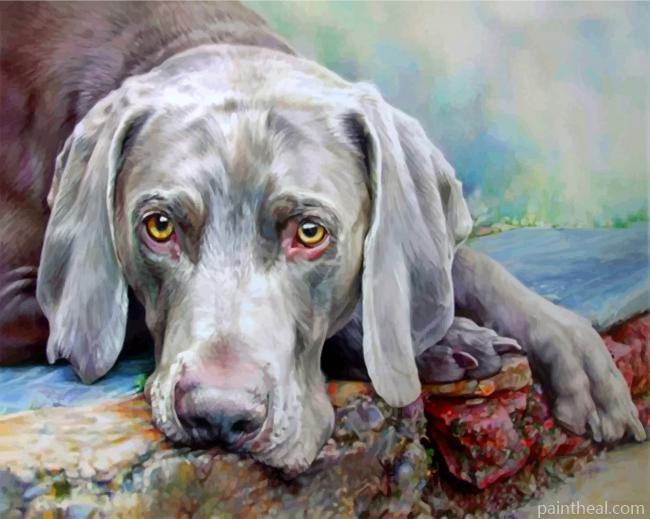 Weimaraner Dog Painting By Numbers Kits