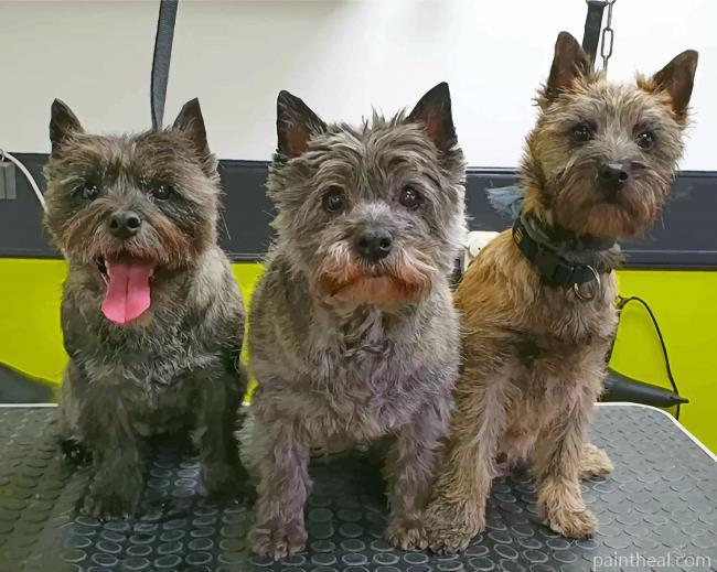 Cairn Terriers Painting By Numbers Kits