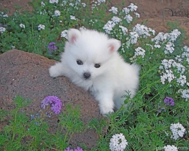 American Eskimo Dog Painting By Numbers Kits