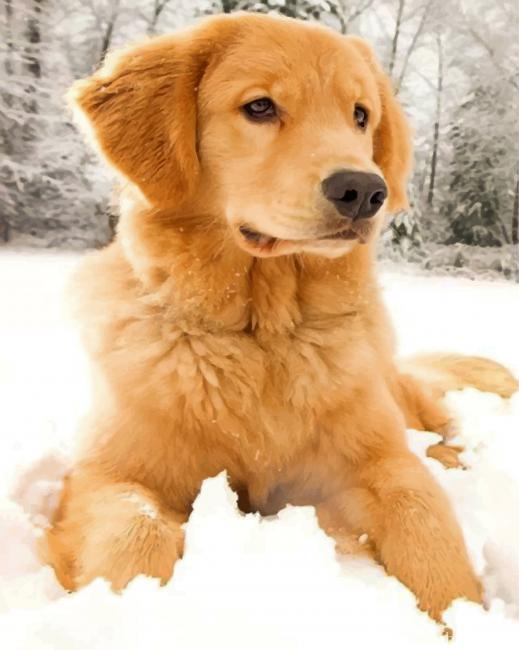 Golden Retriever In The Snow Painting By Numbers Kits