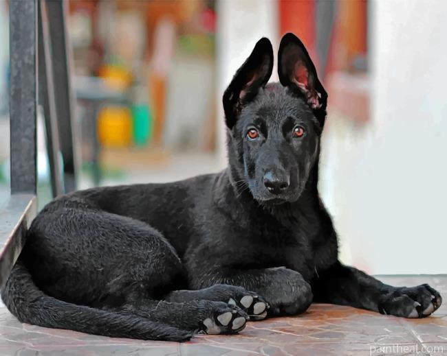 Cute Black German Shepherd Painting By Numbers Kits