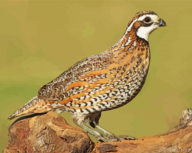 Northern Bobwhite Painting By Numbers Kits