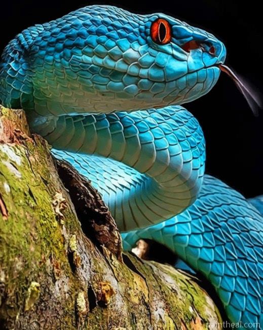 Real Blue Viper Snake Painting By Numbers Kits