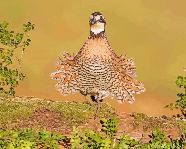 Aesthetic Northern Bobwhite Painting By Numbers Kits
