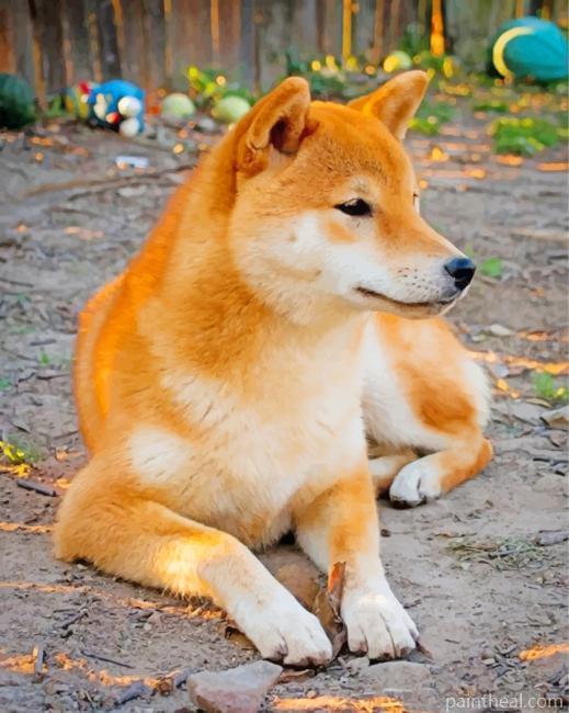 Cute Shiba Inu Painting By Numbers Kits