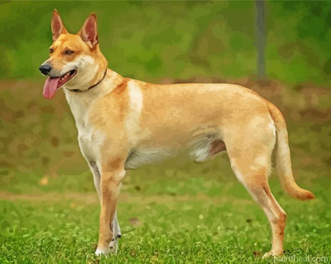Carolina Dog Painting By Numbers Kits