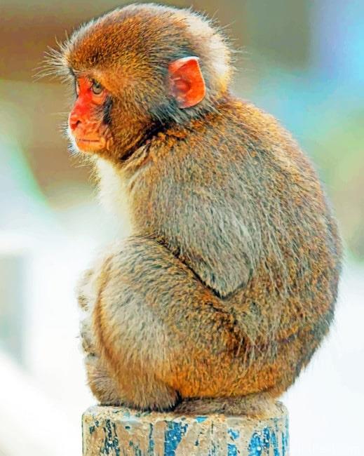 Macaque Monkey Animal Painting By Numbers Kits