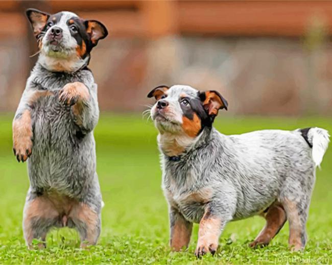 Two Blue Heeler Painting By Numbers Kits