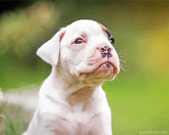 White Boxer Puppy Painting By Numbers Kits