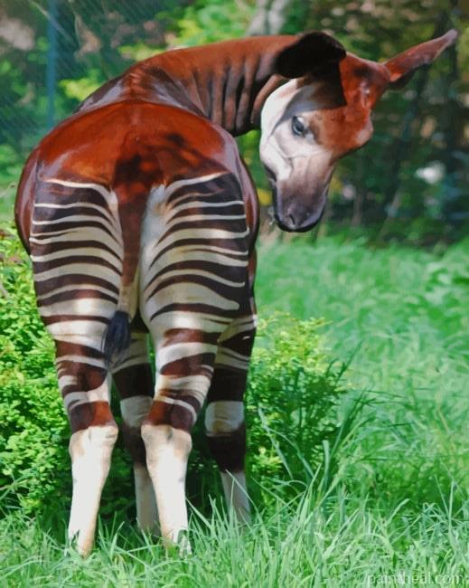 Beautiful Okapi Painting By Numbers Kits