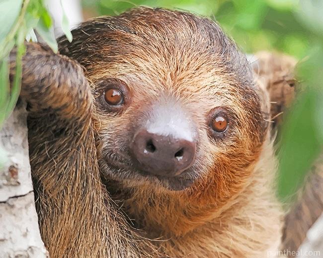 Cute Sloth Zoo Painting By Numbers Kits