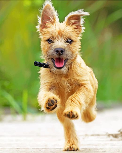 Happy Cairn Terrier Painting By Numbers Kits
