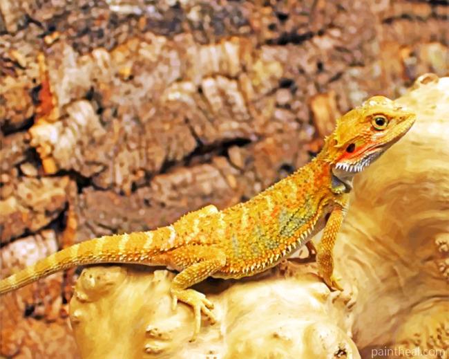 High Red Bearded Dragon Painting By Numbers Kits