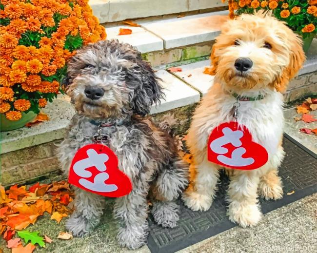 Cute Goldendoodle Painting By Numbers Kits