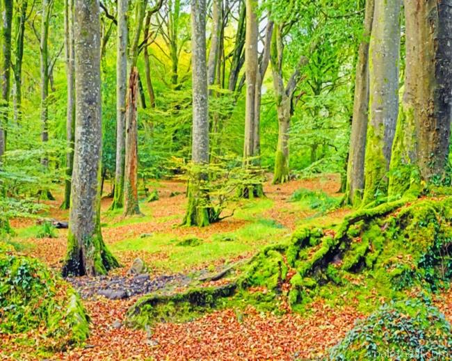 Woodland Painting By Numbers Kits