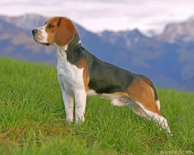 Beagle Side profile Painting By Numbers Kits