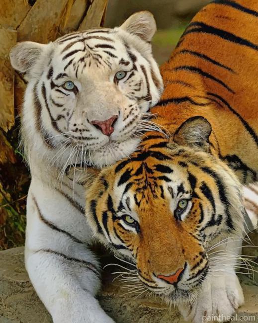 White Tiger And Brown Tiger Painting By Numbers Kits