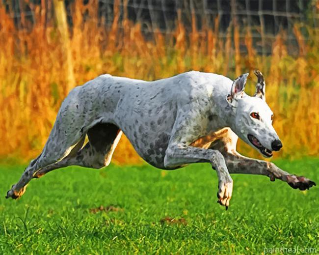 Greyhound Running Painting By Numbers Kits