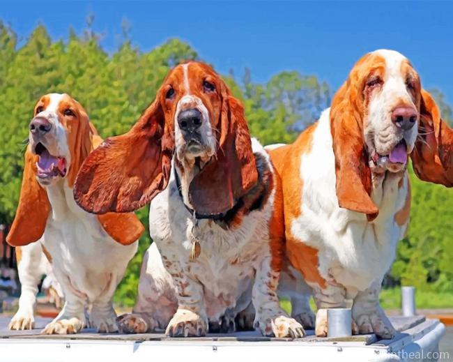 Basset Hound Dogs Painting By Numbers Kits