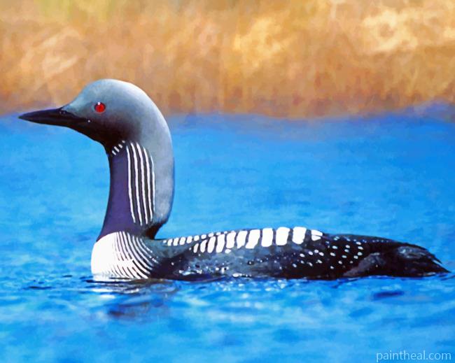 Loon Bird Painting By Numbers Kits