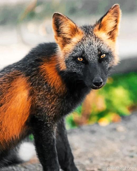 Black And Brown Fox Painting By Numbers Kits