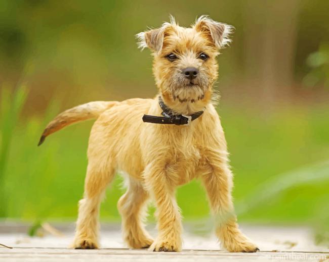 Cairn Terrier Dog Painting By Numbers Kits