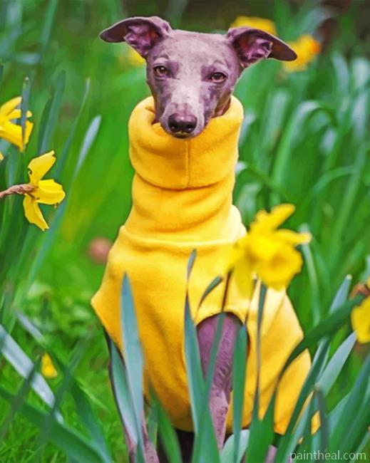 Whippet Dog Wearing Yellow Painting By Numbers Kits