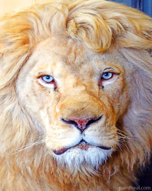 Congo Lion Painting By Numbers Kits