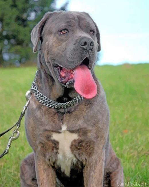 Cane Corso Dog Painting By Numbers Kits