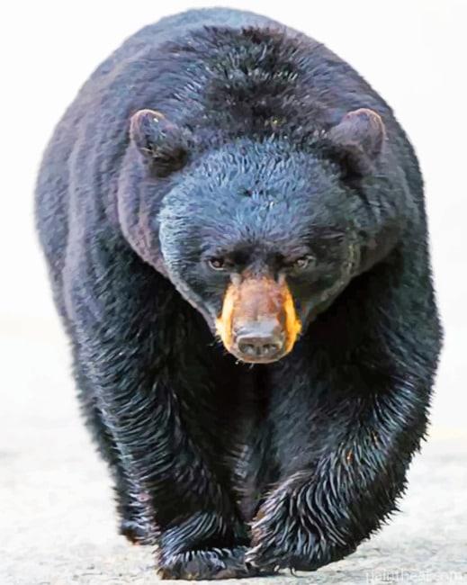 American Black Bear – 5D Diamond Painting Painting By Numbers Kits