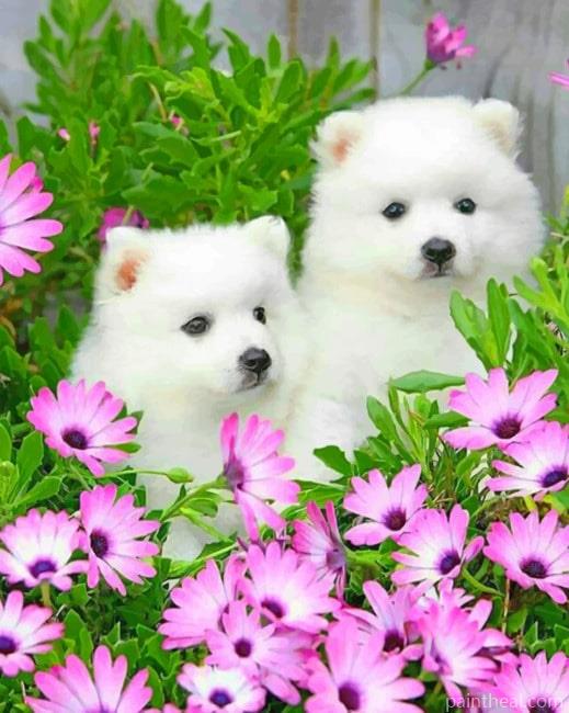 American Eskimo Dog With Daisy Flowers Painting By Numbers Kits