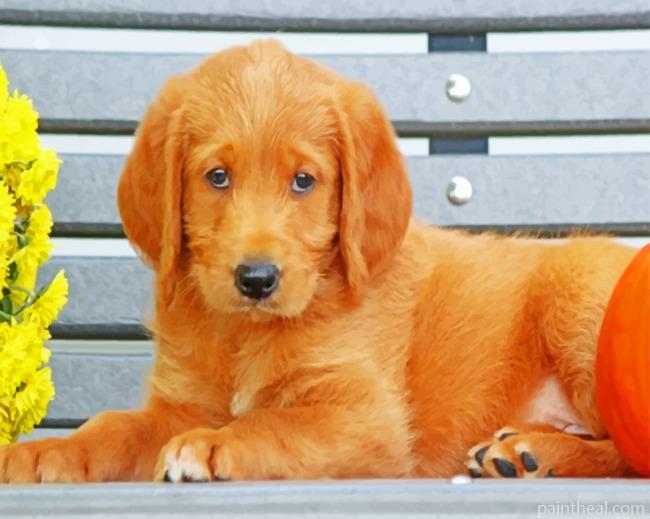 Labradoodle Puppy Painting By Numbers Kits